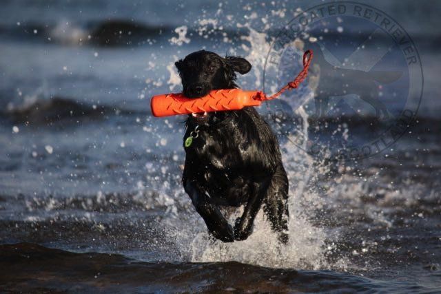 The Flatcoated Retriever